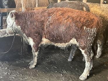 Коровы, быки: Продаю | Бык (самец) — 7