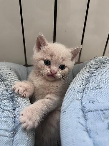 Pişiklər: Erkək, Dişi, Yaxşı əllərə, Ünvandan götürmə, Pulsuz çatdırılma, Ödənişli çatdırılma — 3