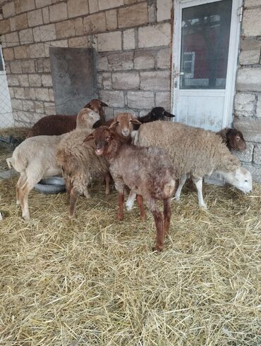 Qoyunlar, qoçlar: Salam ümlikdə 6 ədədir tək tək 245 dən hamin alan olsa 1450 dən son -da lalafo.az — 8 Qoyunlar, qoçlar: Salam ümlikdə 6 ədədir tək tək 245 dən hamin alan olsa 1450 dən son — 8