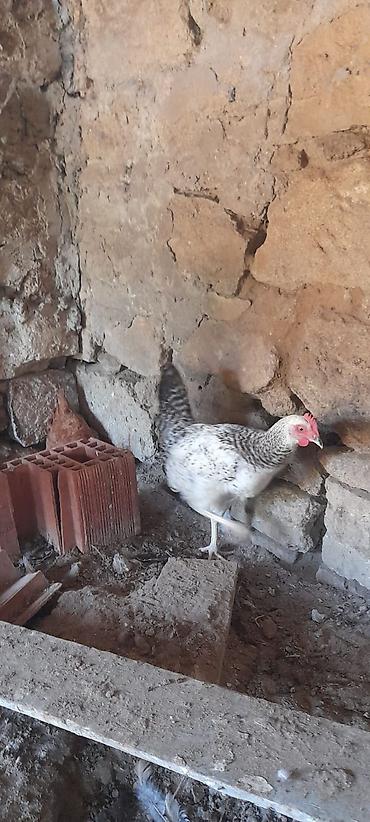 Toyuqlar: 5 ayliq xoruzlardi 20-25 ədəddi tək-təkdə satilir dərmanlari verilib — 4
