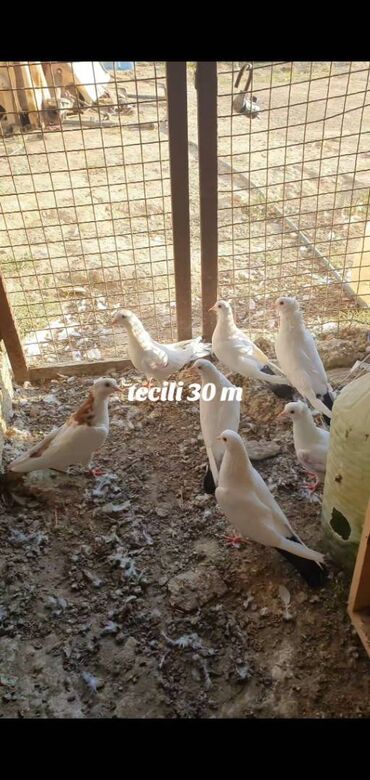 Gəmiricilər: Quwlar satilir 5 i bir nesildi unvan saray