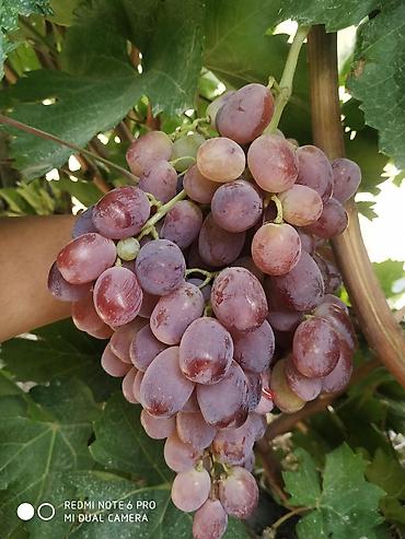 Виноград: Саженцы винограда: Ризамат. Киш-миш чёрный. Мирный. Розовый тайфи — 11