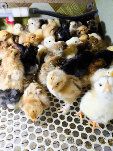 С/х животные и товары: Цыплята от домашних курочек.Вывод два раза в неделю