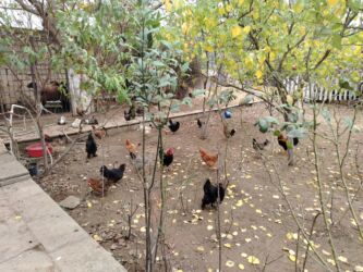 Ördəklər: Başlıq:Ev quşları Təsvir: Həyət quşları satılır: - Ördeyin xoruzu – — 16