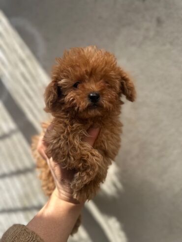 İtlər: Pudel, 2 ay, Erkek, Peyvəndli, Pulsuz çatdırılma — 4