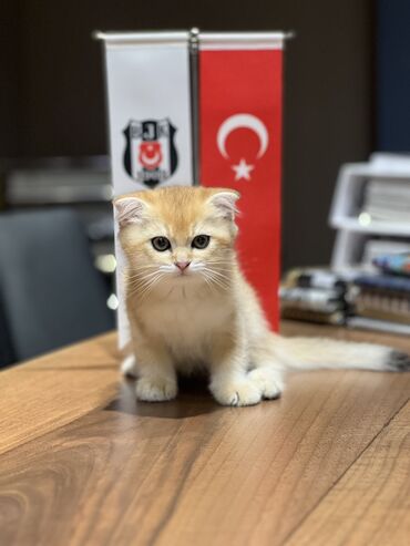 pişik üçün yuva: Золотая шиншилла, Самец, Самовывоз