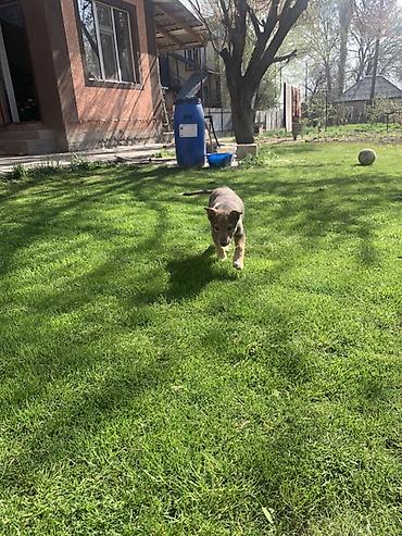 Продажа собак: Лайка, 3 месяца, Самец — 28