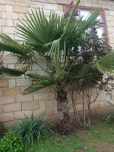 dekarativ agaclar: Xurmayı xatırladan dekorativ palma ağacı – Trachycarpus fortunei (Fan — 1