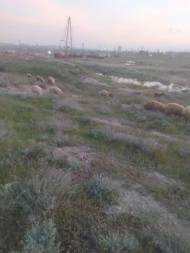 Qoyunlar, qoçlar: Qoyunlar — 10