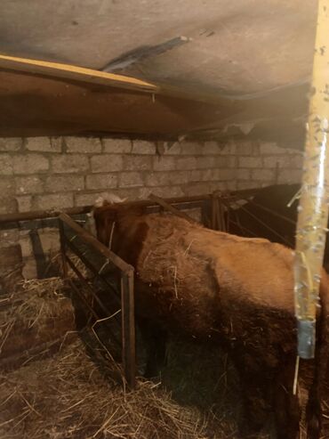 Inəklər, öküzlər: Dişi, il: 3, Ətlik, Ünvandan götürmə — 7