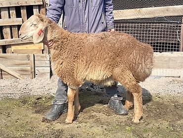 Баран, овца: Продаю | Овца (самка) | Для разведения | Матка — 2