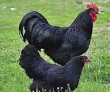 toyuq satisi: 7 aylıg tam saglam temiz qan 1 xoruz 1 fere afstroloq satılır ünvan — 1