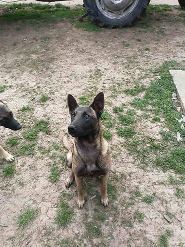 Psi: Belgijski ovčar MALINOA štenci Stenci 6 meseci stari, dva muska i na lalafo.rs — 5 Psi: Belgijski ovčar MALINOA štenci Stenci 6 meseci stari, dva muska i — 5