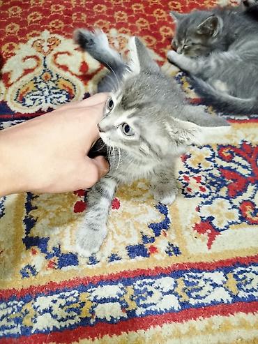коты бишкек: Отдам даром 4х котят, к лотку приучены, 2 месяца — 4
