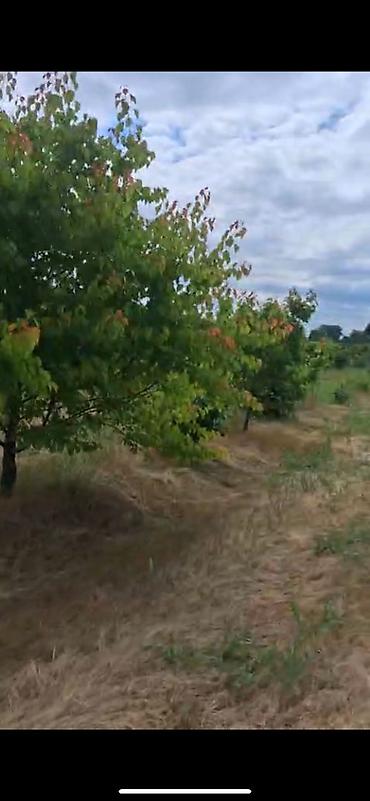 20 ci sahe ev: 80 sot, Kənd təsərrüfatı, Makler, Kupça (Çıxarış) — 3
