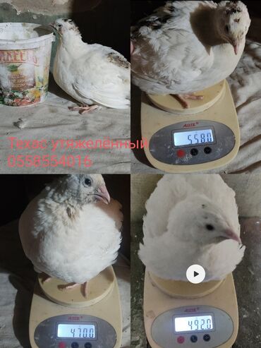 животное: Продаю | Цыплята, Инкубационные яйца | Для разведения