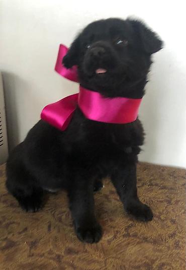 Продажа собак: 2 месяца, Самка — 8