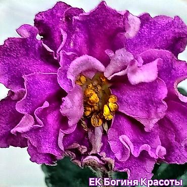 мирт растение: Продаю деткистартеры сортовых фиалок🌺🌿🌺. От 100сом. Есть взрослые — 9