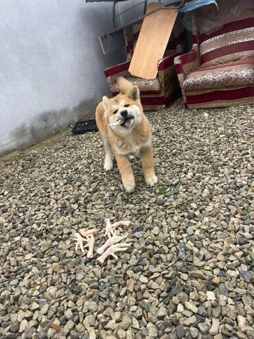 İtlər: Akita-inu, 3 ay, Erkek, Pulsuz çatdırılma — 5