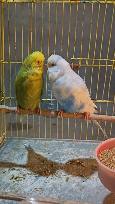 Tutuquşları: Cex cütlük altında 4 balasi ilə qefes yuva hər bir şeyli hazır quslar — 8