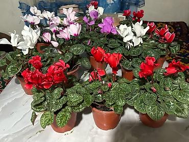 Фиалки и глоксинии: Продаю только оптом цветы из Узбекистана.глоксинии фикусы — 15