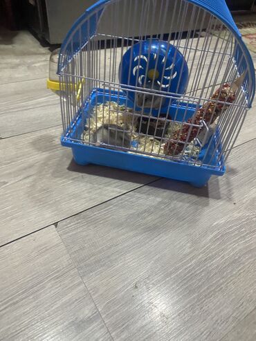 Ev üçün digər mallar: Satılır təcil 0504953863