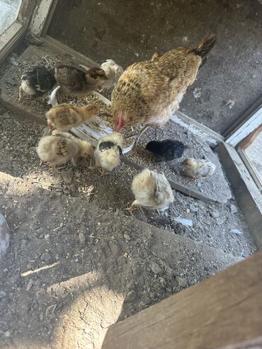 hinduşqa cücələri: Toyuq cücələri, Damazlıq