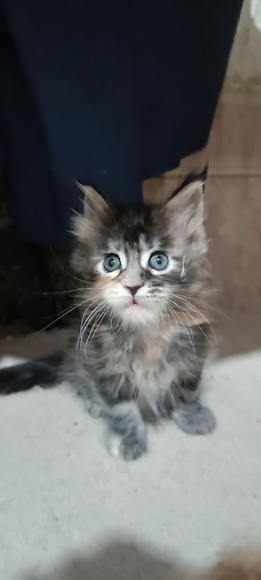 Животные: Гиганты Кошачьего мира♥️ Мейн-Куны 🥰 Мини питомник не клеточного — 5