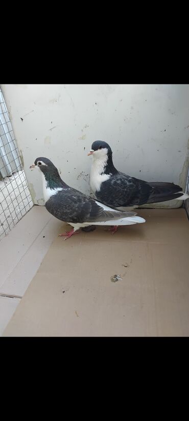 Göyərçinlər: 3 eded delfin 1 cütdür bala verir saglam heyvanlardir 3 ededi 45 manat — 1