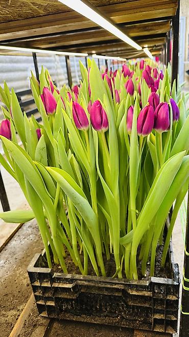 Букеты из живых цветов: ТЮЛЬПАНЫ ТЮЛЬПАНЫ ТЮЛЬПАНЫ на 8 марта. Бронь - Палитра: ярко‑желтые — 12