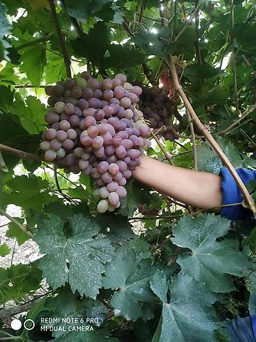 Виноград: Виноград В розницу — 8