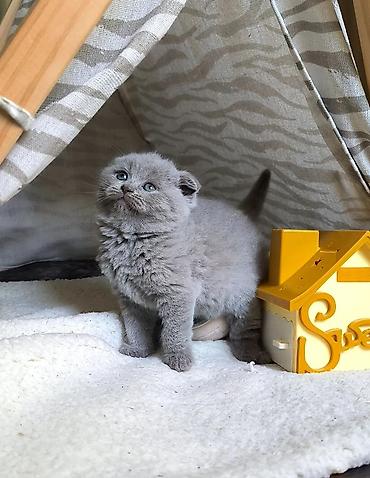 ev sicanı: Şotland qıvrımqulaq bala pişiklər - Cins: Scottish Fold (qıvrım — 6