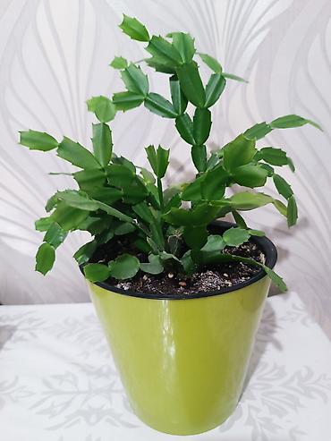 цветущий кактус: Декабрист (Schlumbergera) в горшке - Комнатное растение с — 1