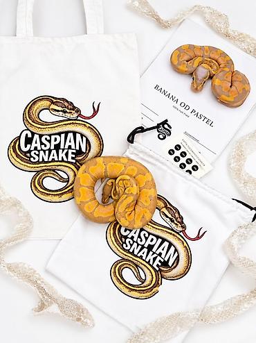 at satilir: Kral pitonu balaları satışdadır Caspian Snake-də artıq yeni evlərinə — 1