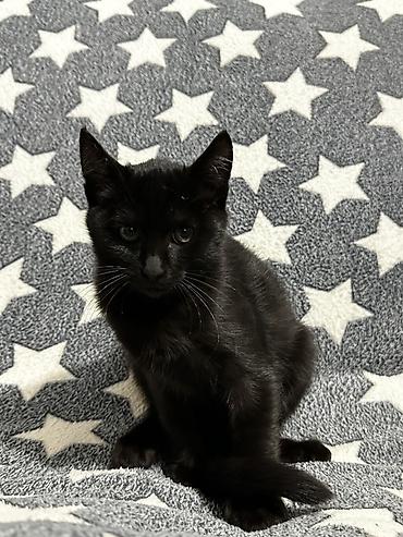 Отдам даром собаку: Отдаем котят в добрые и заботливые руки 😸Котятам по 6 месяцев. Чистые — 2