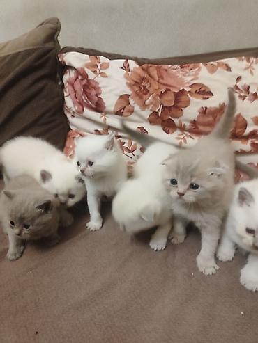 Pişiklər: Britan — 1