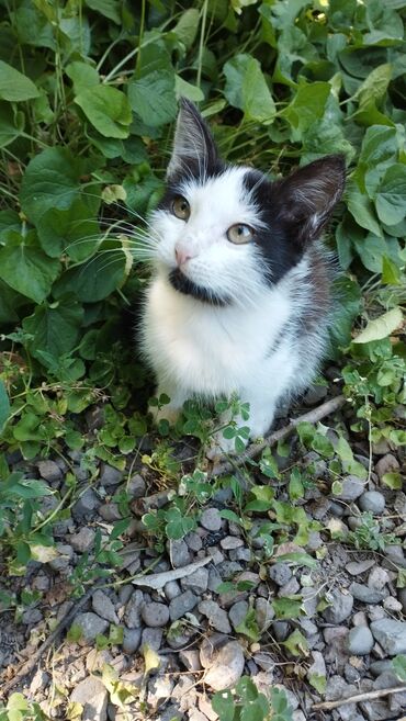 шотландский вислоухий рыжий котенок: Котенок девочка отдаем бесплатно