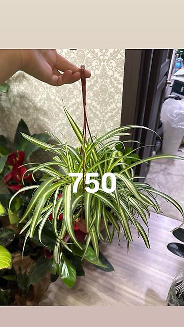 Другие комнатные растения: Комнатные цветы, цены написаны на фото — 5