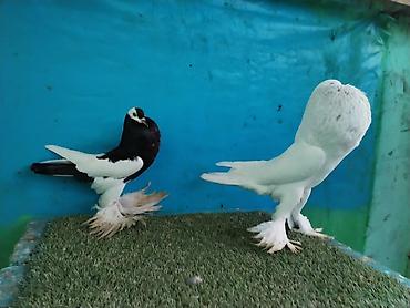 Göyərçinlər: Satilir pomeran Dutular 2 Cut Var cutu 120 Manatdi Bir cut Ag Qara Var — 28