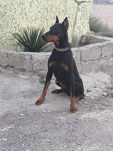 seksi it: Doberman — 5