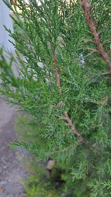саженцы колоновидные: Можжевельник декоративный (вероятно, Juniperus sabina/virginiana — 4