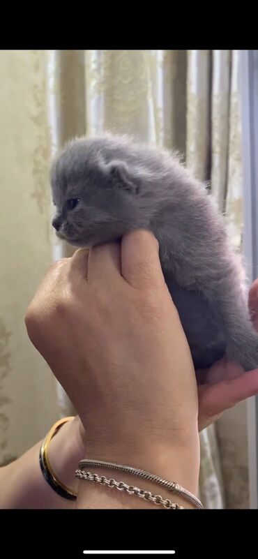 sort pişiklər: Британская, Самец, Самка, В добрые руки, Самовывоз