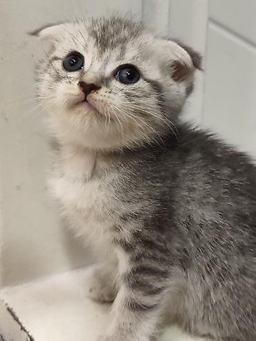Pişiklər: Skottish Fold balaları - Cins: Scottish Fold (qatlanmış qulaqlı) - — 3