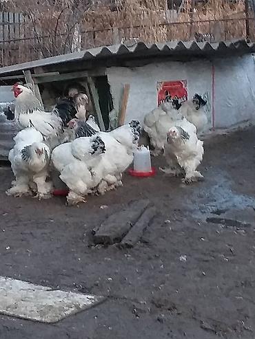 брама палевая: Продаю | Куры | Брама | Для разведения — 8