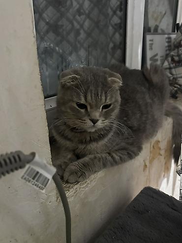 Кошки: Шотландская вислоухая, Самка, В добрые руки, Самовывоз — 1
