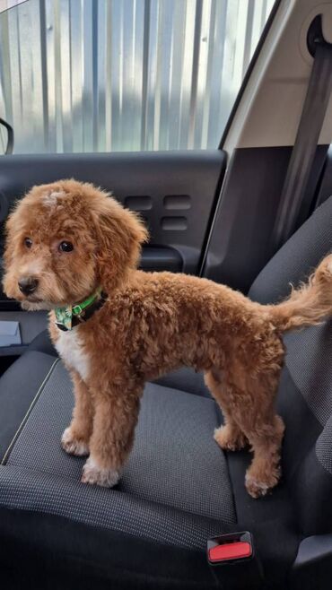 Psi: Na prodaju štenci maltipoo F2B iz odgajivačnice FCI 5411 "God's Gift" — 7