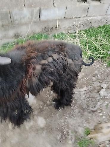 Отдам даром собаку: Тайган крупной породы, длинношёрстная. Окрас преимущественно чёрный с — 12