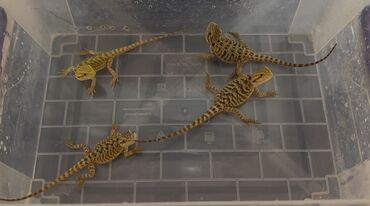 Saqqallı əjdaha sürünən heyvanları sevənlər üçün əla seçimdir. Bu