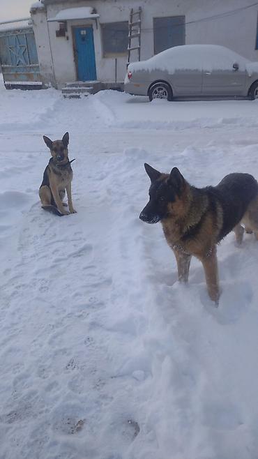 Продажа собак: Овчарка, 1 месяц, Самка at lalafo.kg — 7 Продажа собак: Овчарка, 1 месяц, Самка — 7