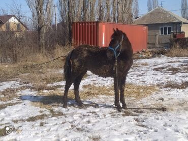 Лошади, кони: Продаю | Конь (самец)